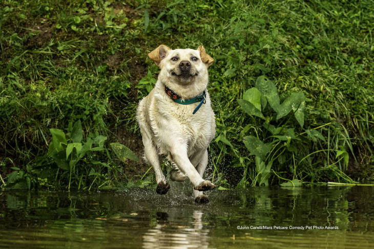 2020 Mars Petcare Comedy Pet Photo Awards Highly Commended Winner: 'Look Mom - I Can Walk On Water' By John Carelli