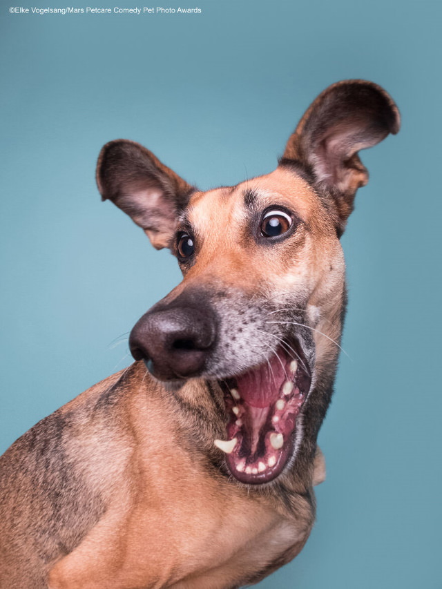 2020 Mars Petcare Comedy Pet Photo Awards Highly Commended Winner: 'Squirrelll!!!' By Elke Vogelsang