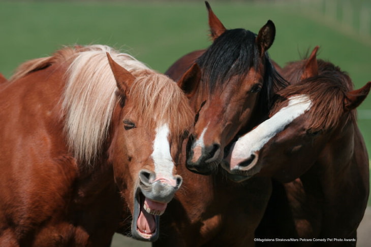 2020 Mars Petcare Comedy Pet Photo Awards Mighty Horse Category Winner: 'Gossip Girls' By Magdalena Strakova