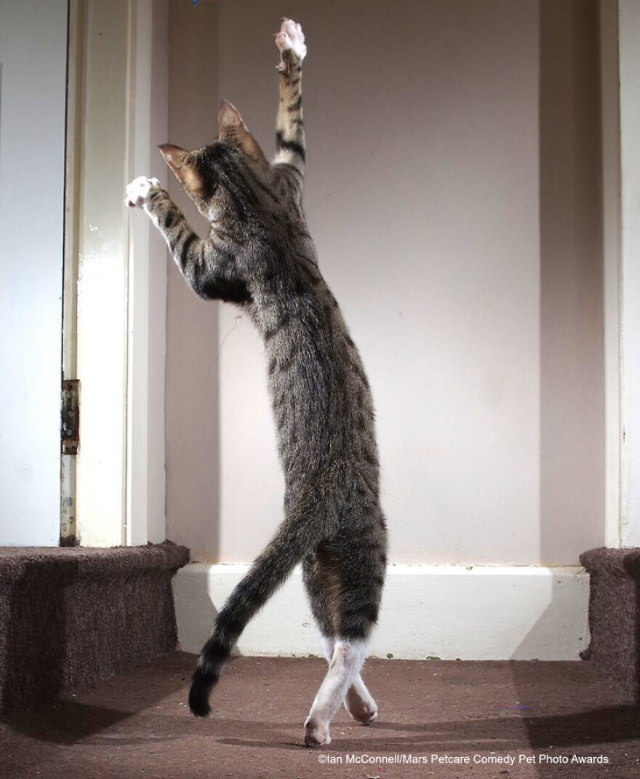 2020 Mars Petcare Comedy Pet Photo Awards Highly Commended Winner: 'The Dancing Cat' By Iain Mcconnell