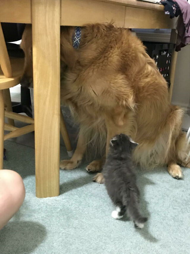 Enormous Dogs Being Cute "My 85 lb dog is scared of my sister's 1.5 lb foster kitten"
