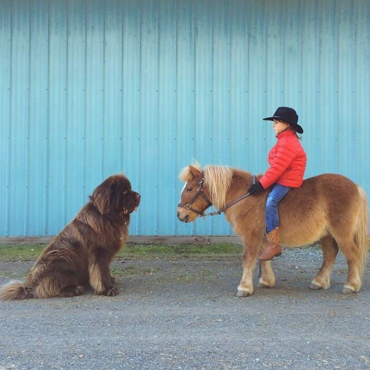 Enormous Dogs Being Cute dog vs pony