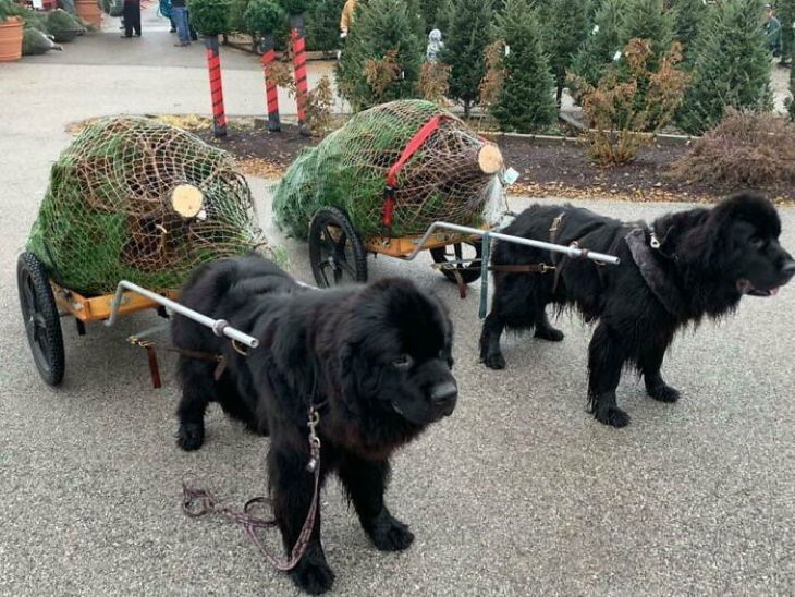 Enormous Dogs Being Cute Christmas tree
