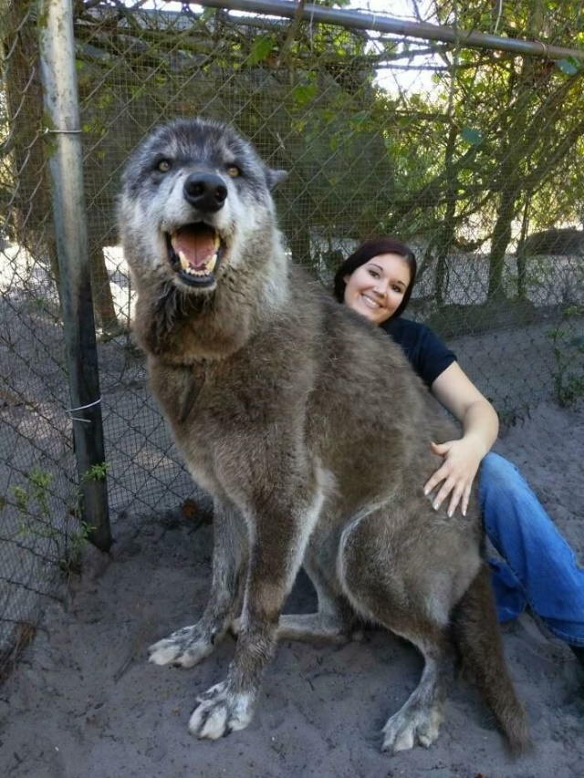 Enormous Dogs Being Cute 87.5 % Gray Wolf, 8.6 % Siberian Husky, and 3.9 % German Shepherd