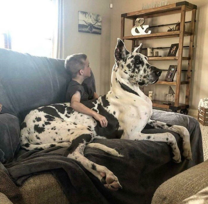 Enormous Dogs Being Cute couch snuggling