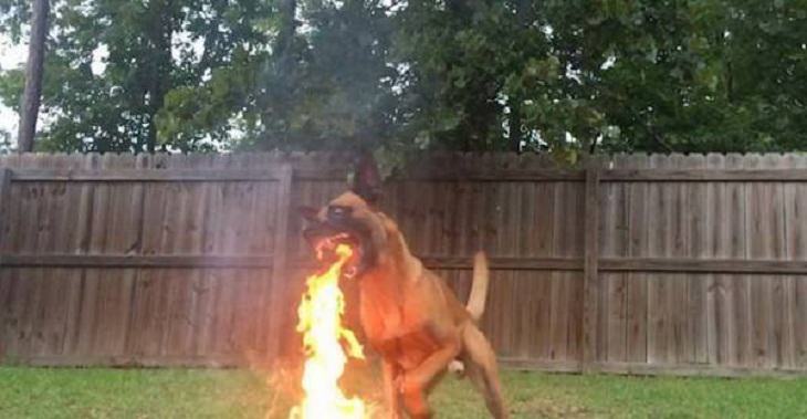 Perfectly Timed Photos, dog