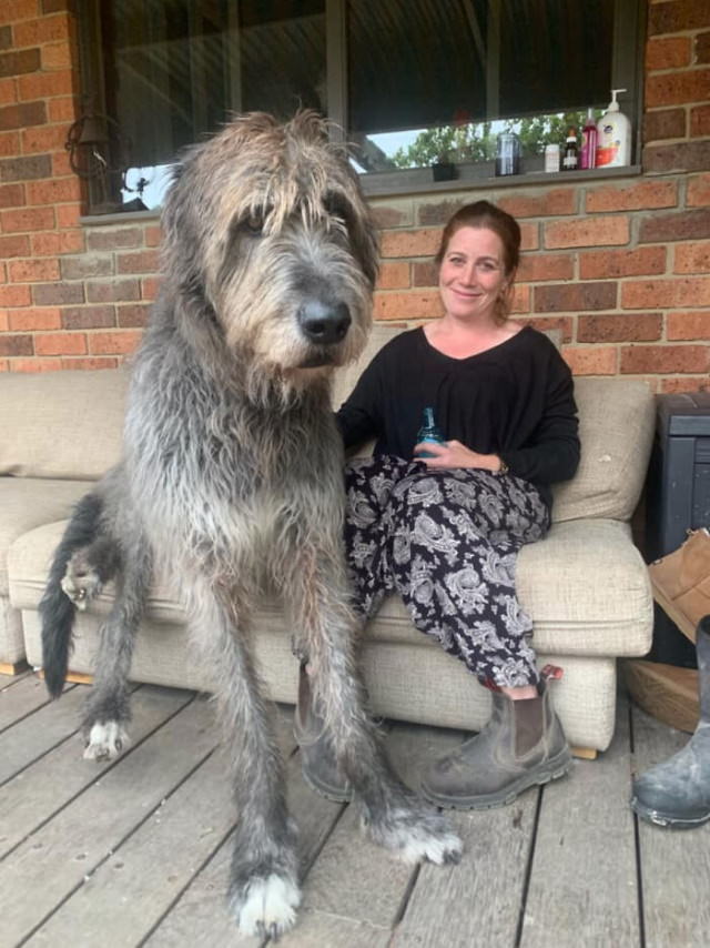 Enormous Dogs Being Cute Seamus the Irish Wolfhound is a gentle giant