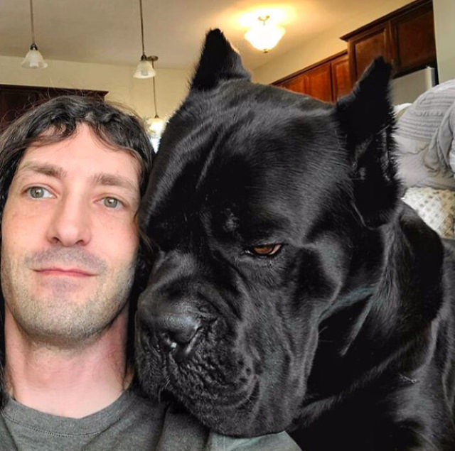 Enormous Dogs Being Cute "Bruce Wayne is a big snuggly Cane Corso"