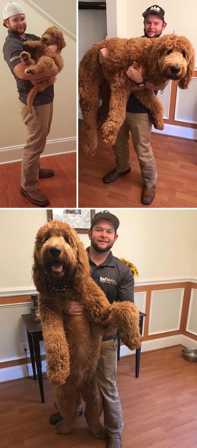 Enormous Dogs Being Cute  held like a puppy