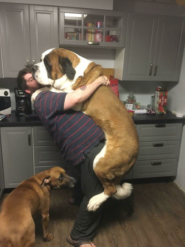 Enormous Dogs Being Cute Meet Heisenberg. He likes hugs. I'm a 6'1" 300lbs man. He's almost as big.