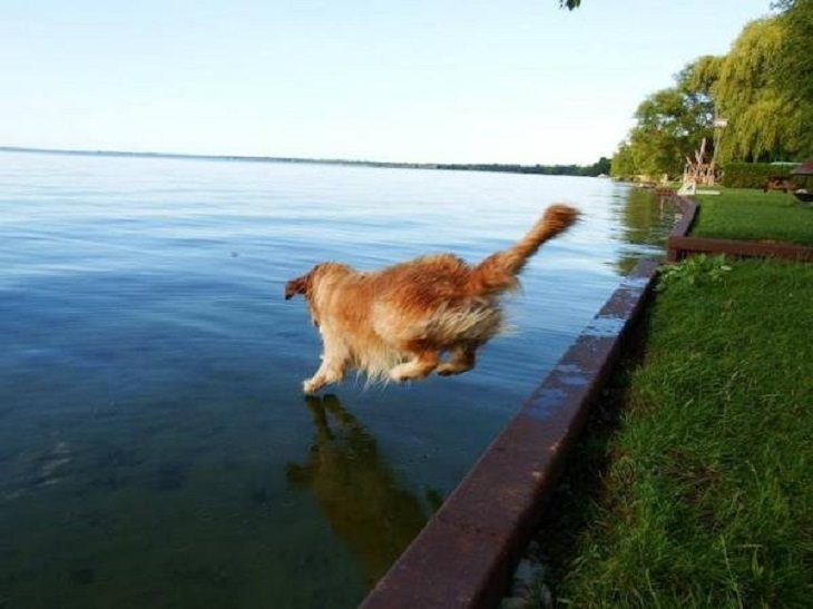 Perfectly Timed Photos, dog