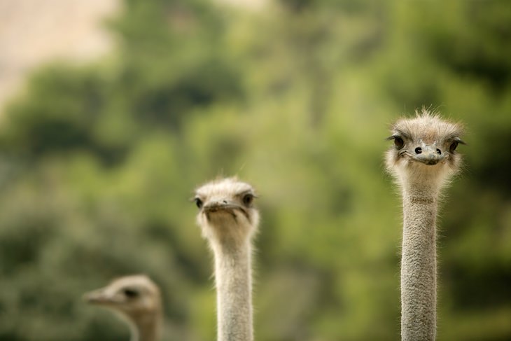 6 Low-Tech Solutions That Fixed High Tech Problems, ostriches