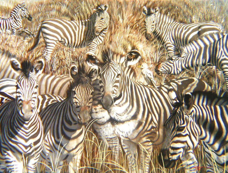 Optical Illusions zebra and lion