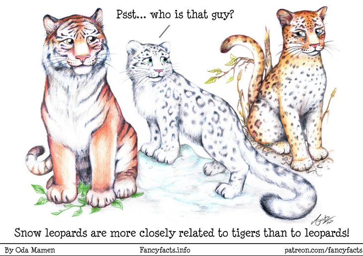 Illustrated Scientific Facts, snow leopards