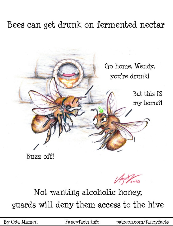Illustrated Scientific Facts, bee
