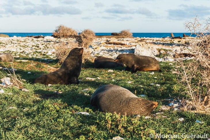 Nature of New Zealand by Morgan Guerault Sea Lions, Kaikoura