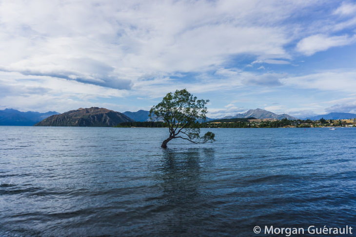 Nature of New Zealand by Morgan Guerault That Wanaka Tree, Wanaka
