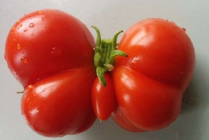 Funny-Shaped Fruits & Veggies, garden tomato