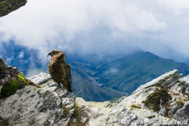 Nature of New Zealand by Morgan Guerault A Kea Bird at the Top of Ben Lomond