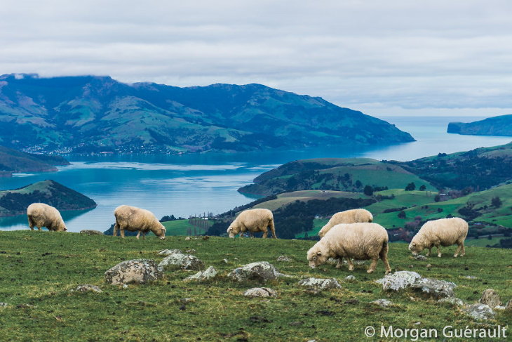 Nature of New Zealand by Morgan Guerault Akaroa