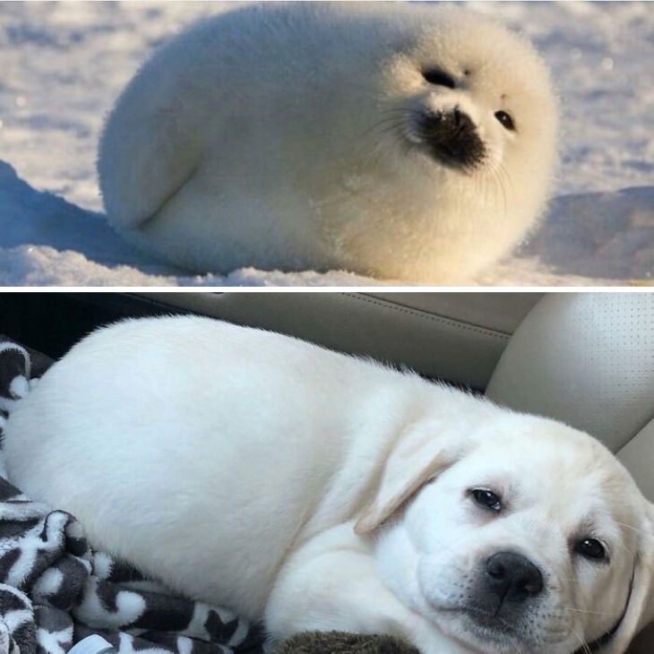 Dog Lookalikes baby seals posing for a photo