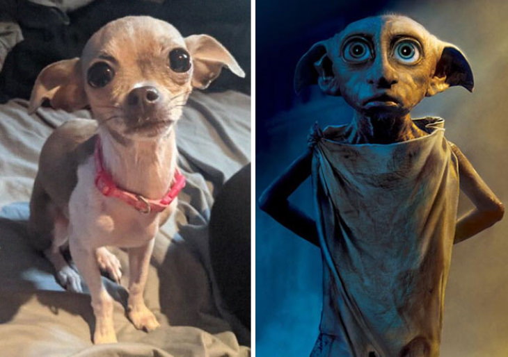 Dog Lookalikes Bella and Dobby from Harry Potter