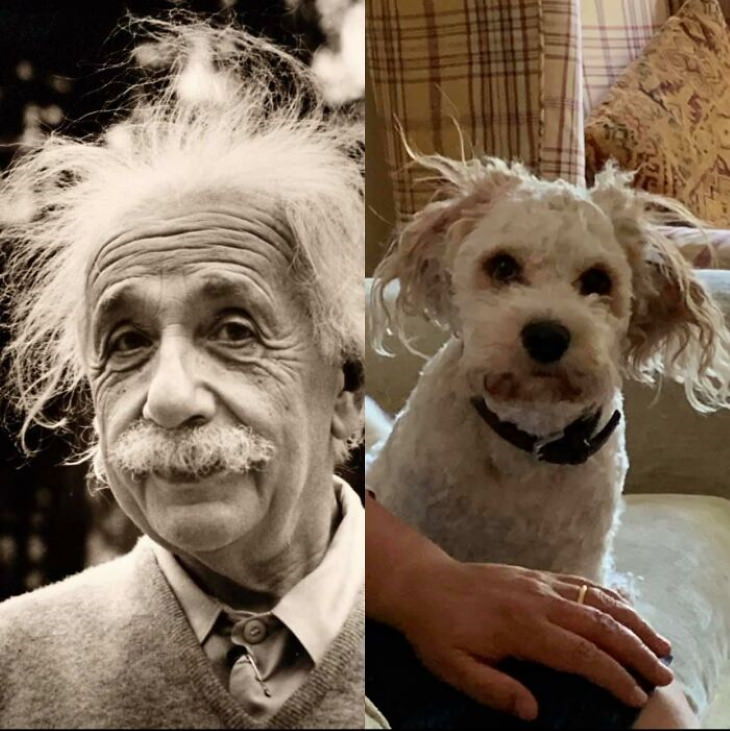 Dog Lookalikes Einstein