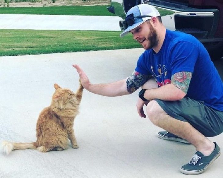 Friendships Between Humans and Animals, cat 