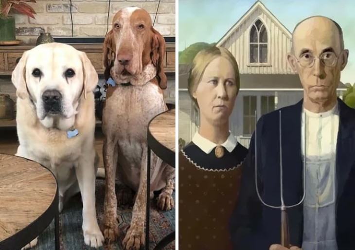 Dog Lookalikes expressions