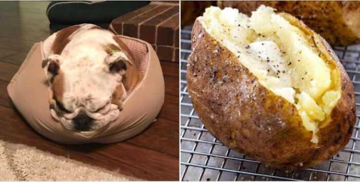 Dog Lookalikes roasted jacket potato