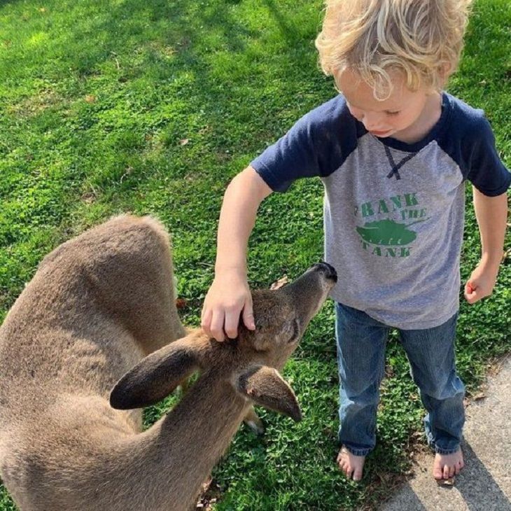 Friendships Between Humans and Animals, deer