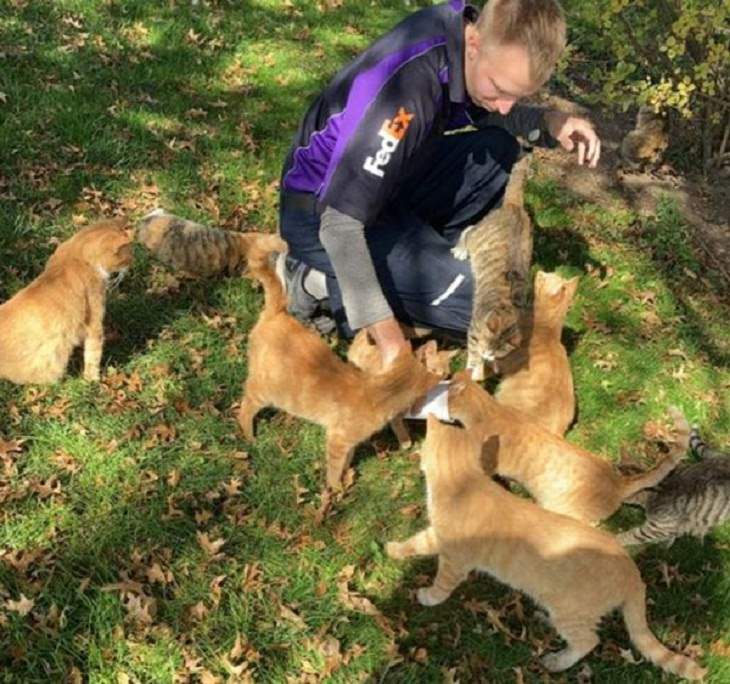 Friendships Between Humans and Animals, cats