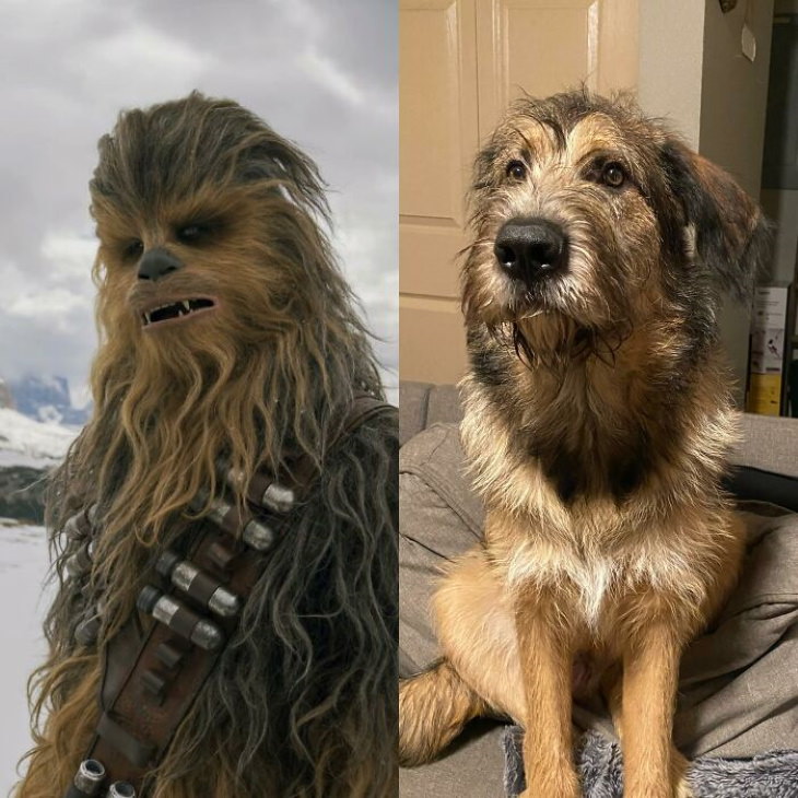 Dog Lookalikes Dog or Chewbacca?