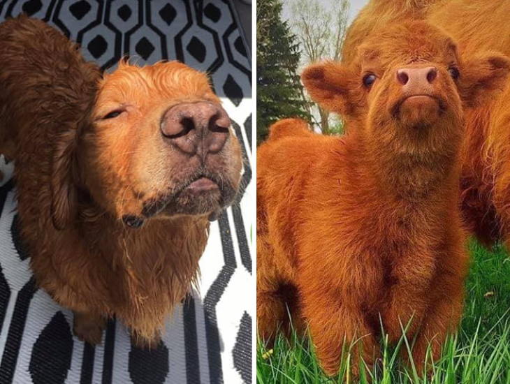Dog Lookalikes Two little brothers