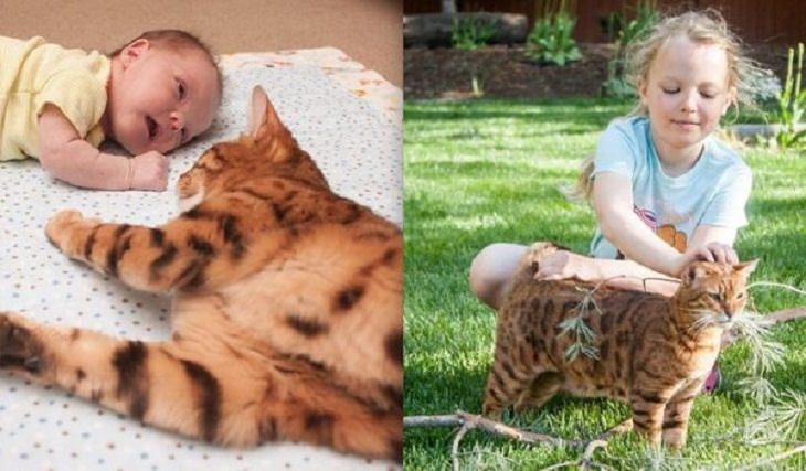 Friendships Between Humans and Animals, cat 