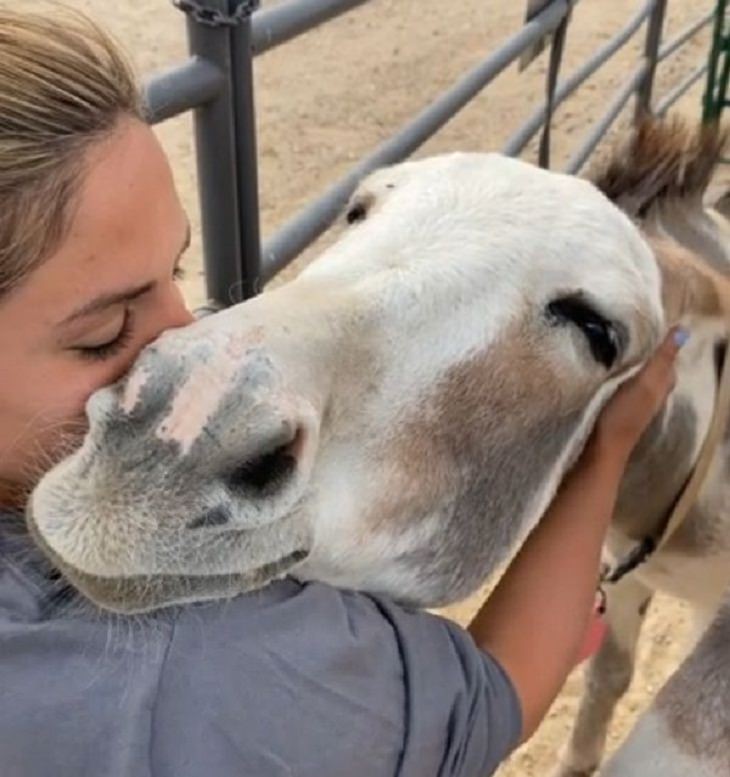 Friendships Between Humans and Animals, donkey 