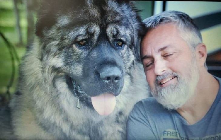 Friendships Between Humans and Animals, Caucasian Shepherd,