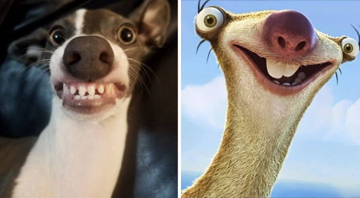 Dog Lookalikes Sid from Ice Age and his real life doppelganger