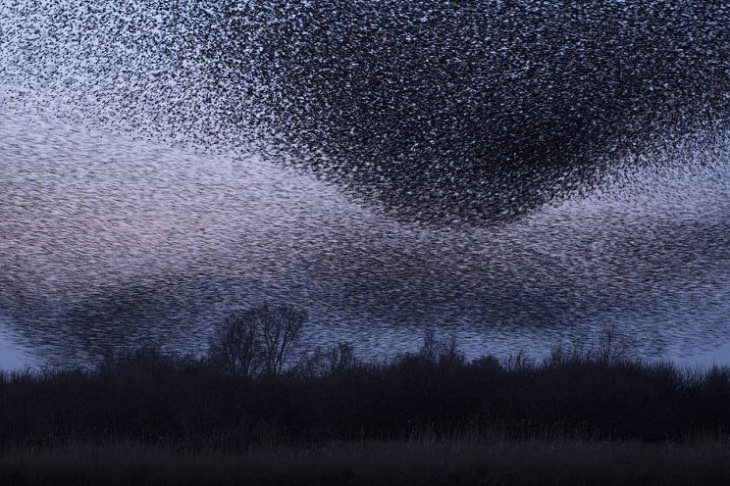 Nature Photographer of the Year 2020, birds