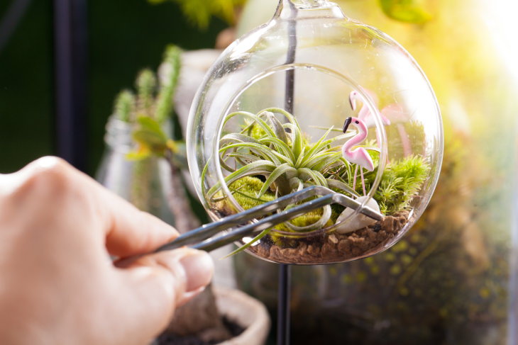 Small Indoor Plants Air Plants (Tillandsia)