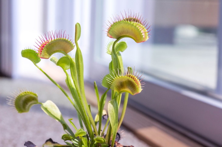 Small Indoor Plants Venus Fly Trap (Dionaea muscipula)