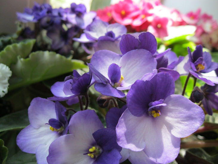 Small Indoor Plants African violet (Saintpaulia)