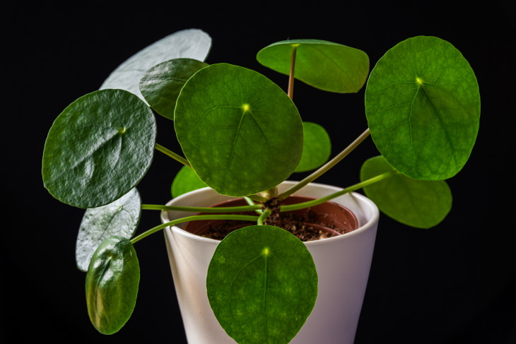 Small Indoor Plants Chinese Money Plant (Pilea peperomioides)