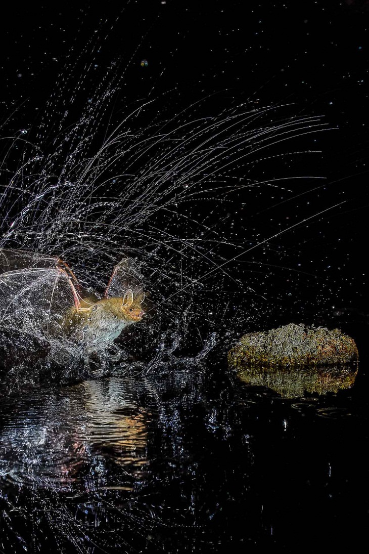 Nature Photographer of the Year 2020, bats