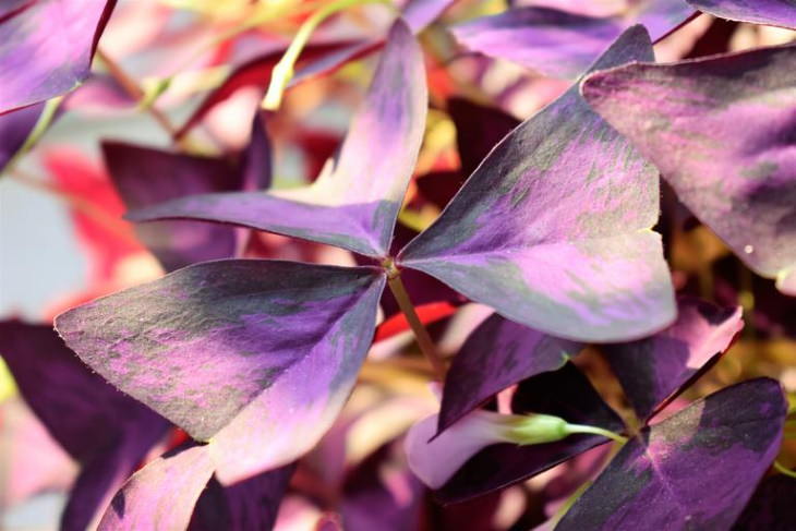 Small Indoor Plants Purple Shamrock (Oxalis)