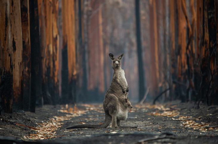 Nature Photographer of the Year 2020, kangaroo