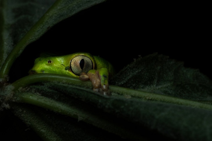Nature Photographer of the Year 2020, frog