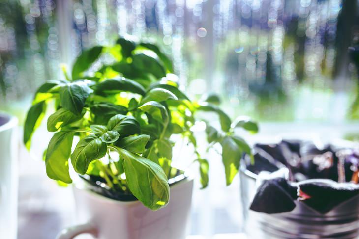 Small Indoor Plants Kitchen Herbs