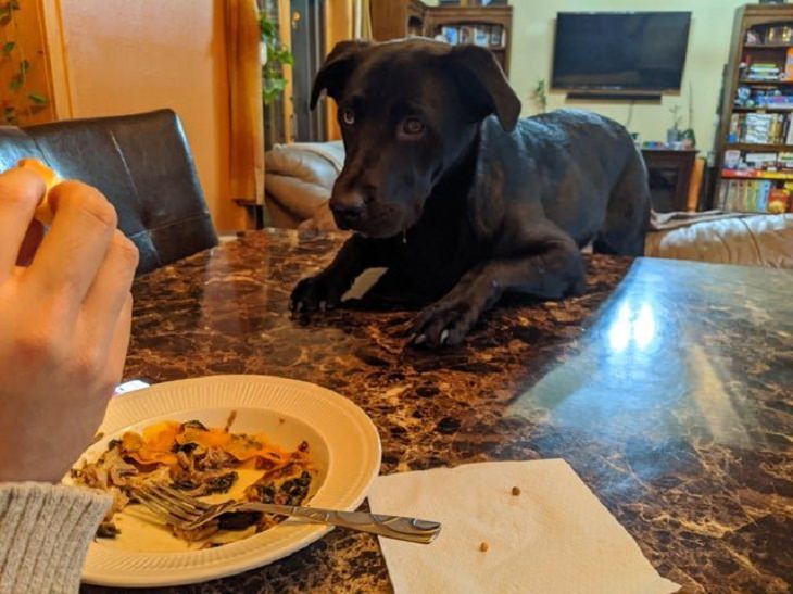  Pets Staring at Food, bite