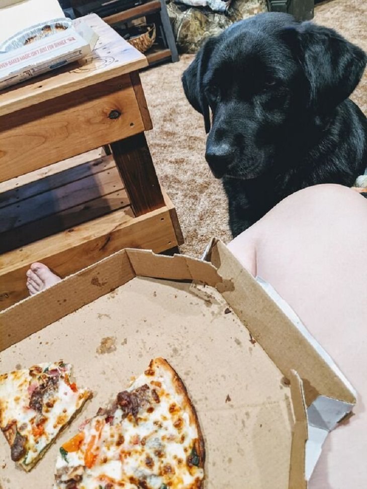  Pets Staring at Food, pizza 